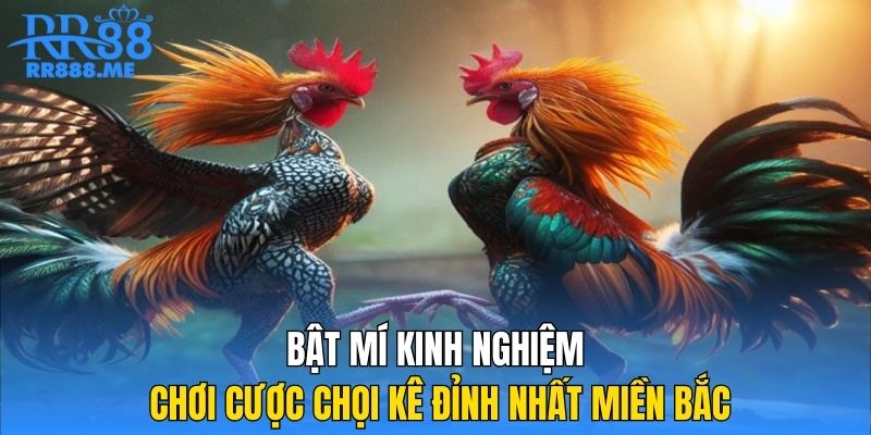 Bật mí kinh nghiệm chơi cược chọi kê đỉnh nhất miền Bắc