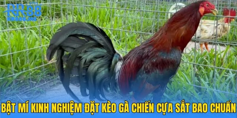 Bật mí kinh nghiệm đặt kèo gà chiến cựa sắt bao chuẩn