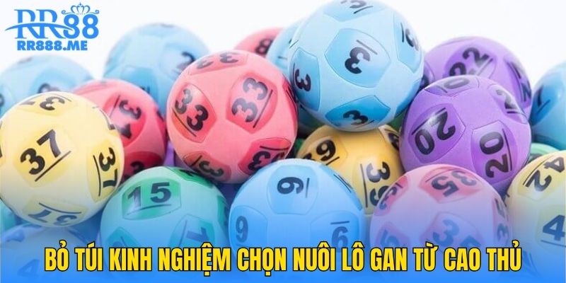 Bỏ túi kinh nghiệm chọn nuôi lô gan từ cao thủ