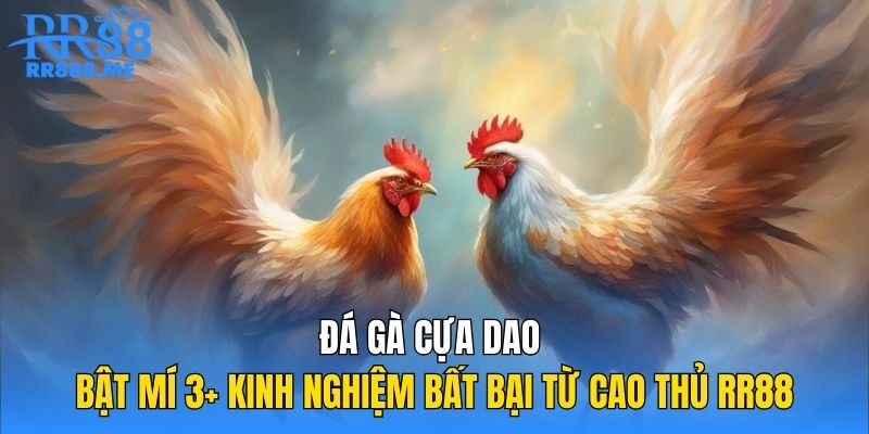 Đá Gà Cựa Dao | Bật Mí 3+ Kinh Nghiệm Bất Bại Từ Cao Thủ RR88