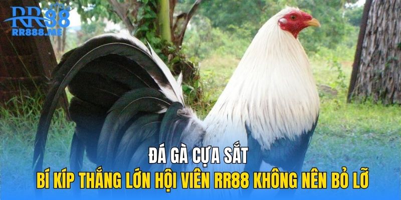 Đá Gà Cựa Sắt | Bí Kíp Thắng Lớn Hội Viên RR88 Không Nên Bỏ Lỡ