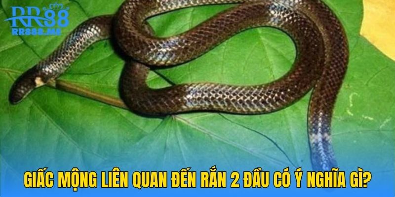 Giấc mộng liên quan đến rắn 2 đầu có ý nghĩa gì?