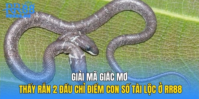 Giải Mã Giấc Mơ Thấy Rắn 2 Đầu Chỉ Điểm Con Số Tài Lộc Ở RR88