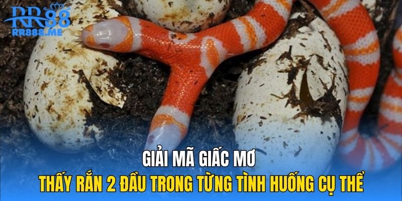 Giải mã giấc mơ thấy rắn 2 đầu trong từng tình huống cụ thể