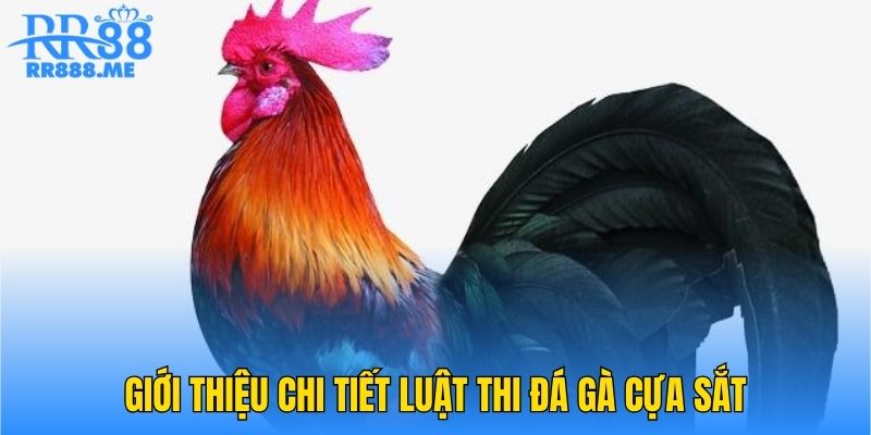 Giới thiệu chi tiết luật thi đá gà cựa sắt