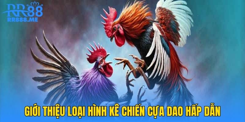 Giới thiệu loại hình kê chiến cựa dao hấp dẫn