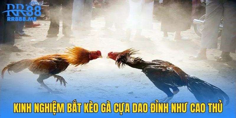 Kinh nghiệm bắt kèo gà cựa dao đỉnh như cao thủ