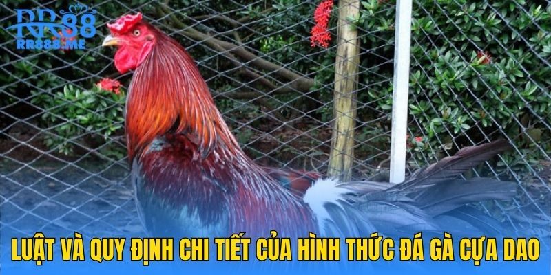 Luật và quy định chi tiết của hình thức đá gà cựa dao