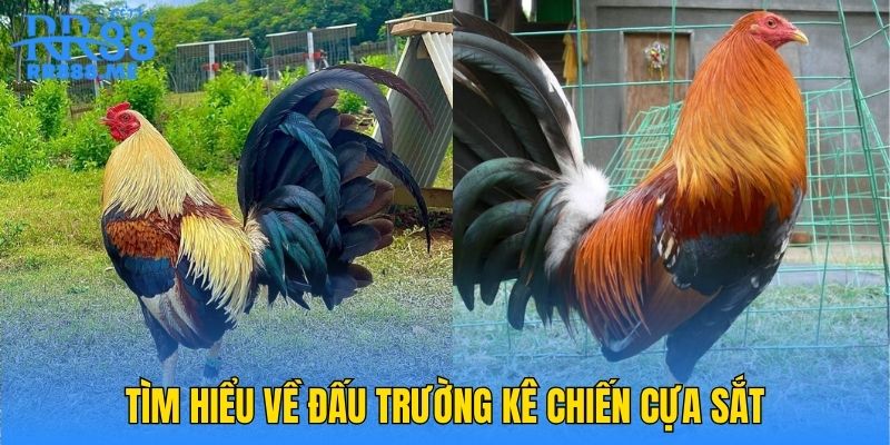 Tìm hiểu về đấu trường kê chiến cựa sắt